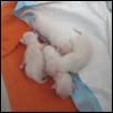 Two days old